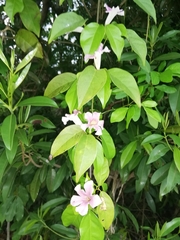Bignonieae