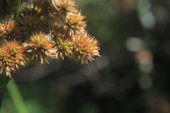 Juncus microcephalus