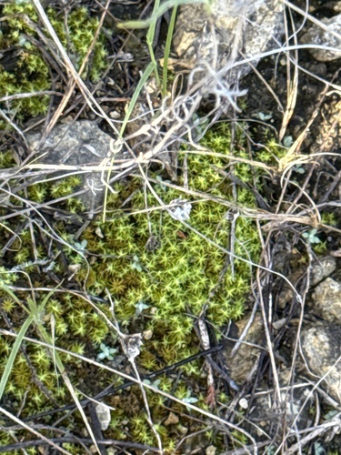 Pleurochaete squarrosa observed 2026-10-19
