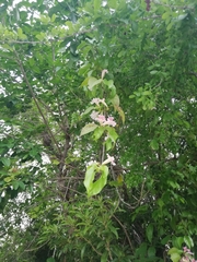 Bignonieae