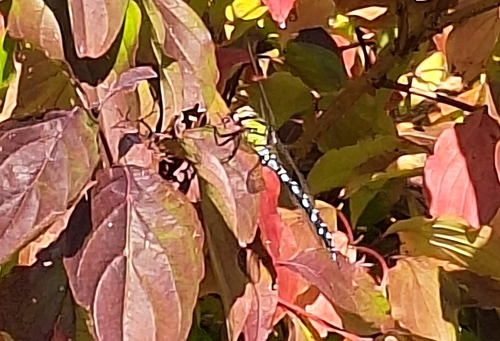 Southern Hawker