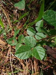 Desmodium lineatum