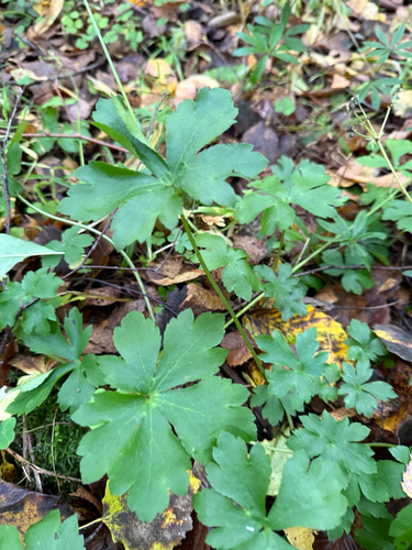 Sanicula europaea observed 2026-10-17