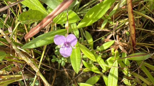 Murdannia spirata observed 2026-10-19