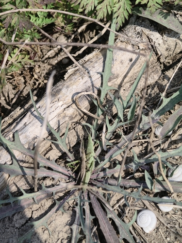 Pink-winged Grasshopper
