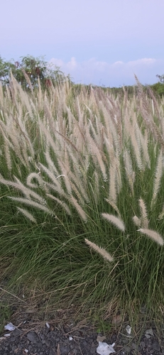 Cenchrus setaceus observed 2026-10-19