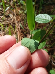 Desmodium lineatum