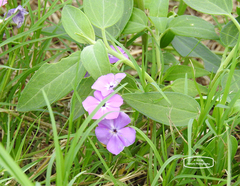 Phlox glabriflora