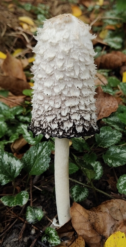 Shaggy Mane
