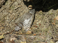 Prionoxystus macmurtrei