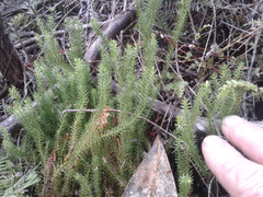 Lateristachys lateralis