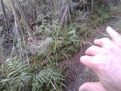 Lateristachys lateralis