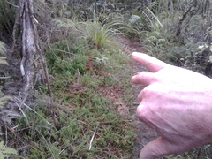 Lateristachys lateralis