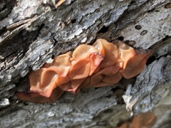 Guepinia helvelloides