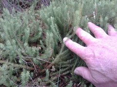 Lateristachys lateralis