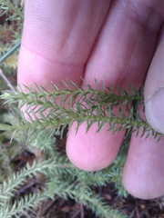 Lateristachys lateralis