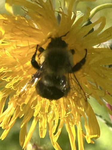 Common Eastern Bumble Bee