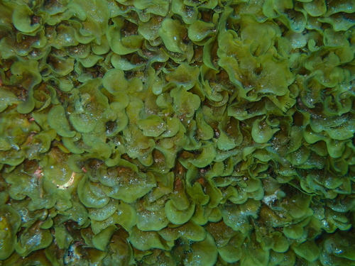 Lobophora observed 2026-10-11