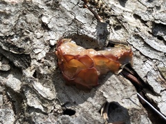 Guepinia helvelloides