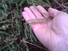 Lateristachys lateralis