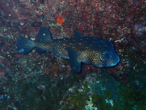 Chilomycterus reticulatus observed 2026-10-11