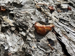 Guepinia helvelloides