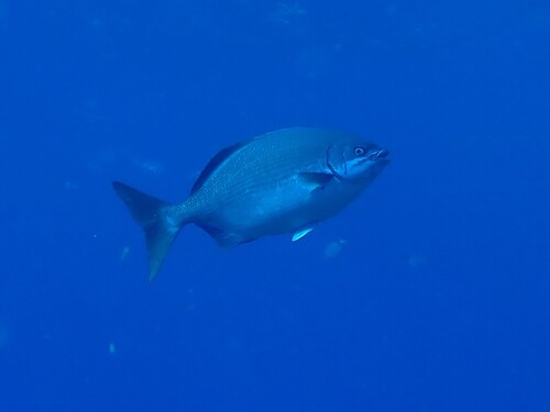 Kyphosus pacificus observed 2026-10-11