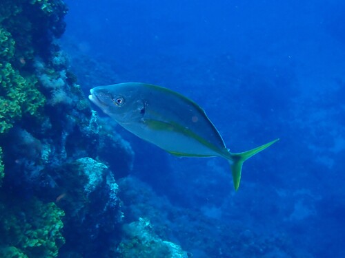 Pseudocaranx dentex observed 2026-10-11