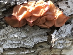 Guepinia helvelloides