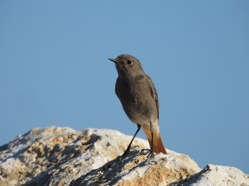 Black Redstart