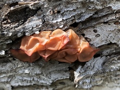 Guepinia helvelloides