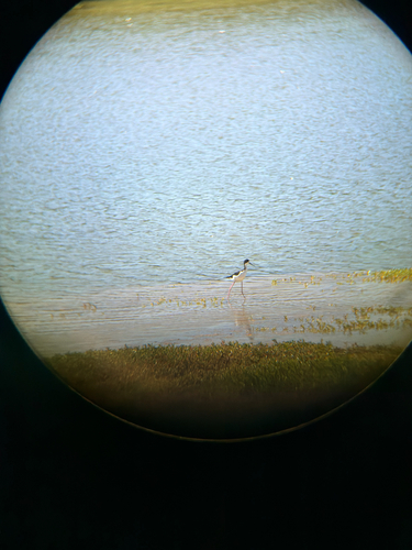 Himantopus mexicanus observed 2026-10-16