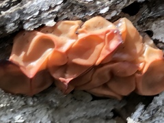 Guepinia helvelloides