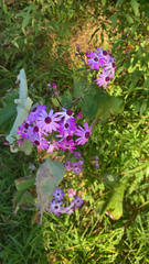Pericallis × hybrida
