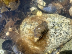 Buccinidae