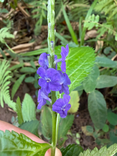Stachytarpheta cayennensis observed 2026-10-17