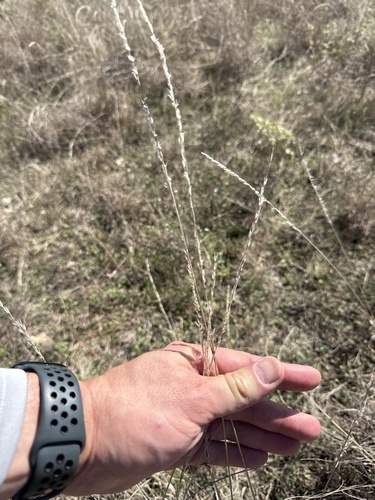 Tridentopsis mutica observed 2026-10-19
