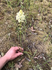 Toxicoscordion venenosum venenosum