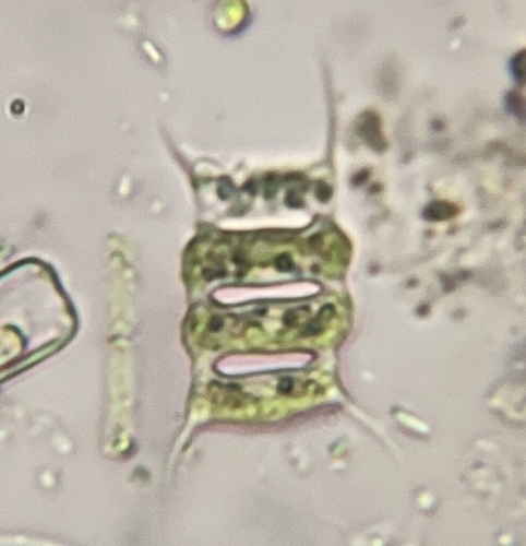Scenedesmus observed 2026-10-18