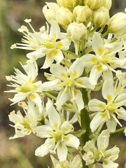 Toxicoscordion venenosum venenosum