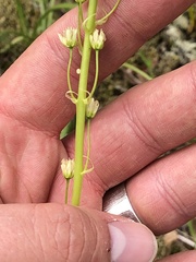 Toxicoscordion venenosum venenosum