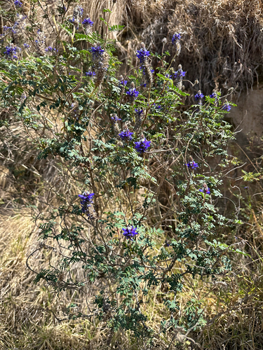 Dalea coerulea, 2026-10-19