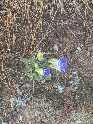 Gentianopsis thermalis observed 2026-10-19
