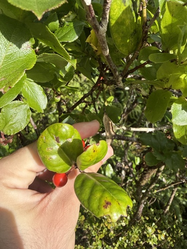 Madeira Holly
