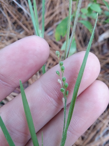 Image of Dichanthelium consanguineum by (c) Will McFarland, some rights reserved (CC BY)