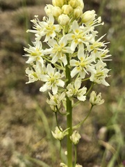 Toxicoscordion venenosum venenosum