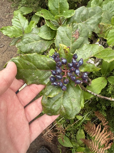Azorean Laurustinus