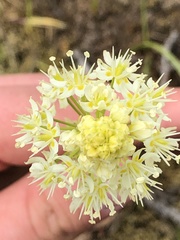 Toxicoscordion venenosum venenosum