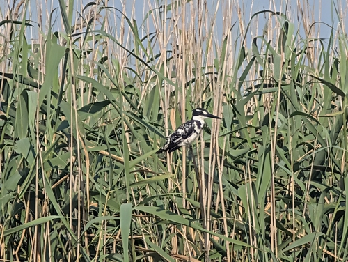 iNaturalist image