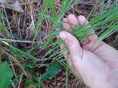 Dichanthelium consanguineum